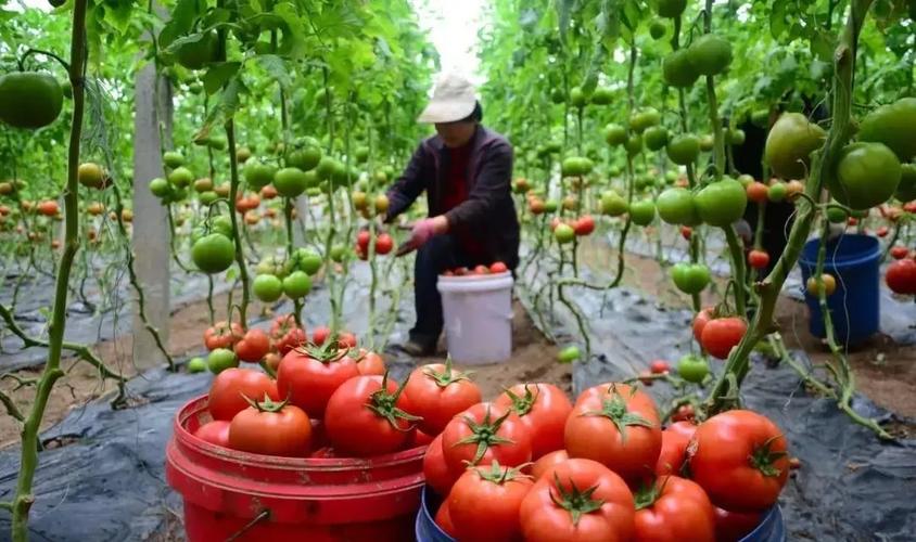博兴西红柿区域农产品品牌发布
